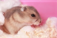 仓鼠生活在哪里？