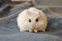 仓鼠讨厌主人的10大征兆，你家小宠上榜了吗？