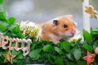 仓鼠驱虫全攻略：守护小可爱的健康