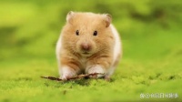 仓鼠：宠物界的迷你可爱