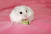 仓鼠性别的差异你知道吗？公仓鼠和母仓鼠竟然有这些不同！