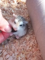 仓鼠喜欢晒太阳吗