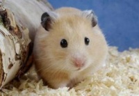 仓鼠亚科：栖息于草原、农田、荒漠、山麓及河谷