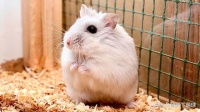 仓鼠品种与特点：如何选择适合自己的宠物仓鼠？