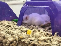 仓鼠窝里铺什么最舒适？这些小细节让宠物生活更惬意！