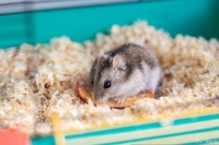 学生适合养什么仓鼠？不同仓鼠的饲养环境都是怎么样的？