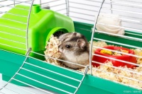 仓鼠养护指南：打造舒适的小天地