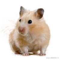 新手问题：小仓鼠好养吗