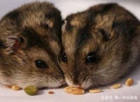 新手上路！第一次饲养仓鼠就要养“它”，既温和又亲人！