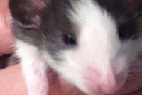 十大最好养宠物排行 花枝鼠和仓鼠占据前两名(不用花太多时间来照顾)