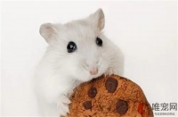 仓鼠刚到家注意事项有哪些 如何安抚