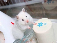 仓鼠虽好养，但别随便养，这5件仓鼠用品在饲养前，请务必准备好