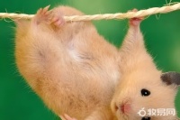 怎样照顾仓鼠，1分钟说清楚