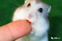 最好养的宠物是什么？再也不怕养什么死什么了！十大最好养的宠物排行榜！