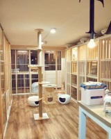 创业从平邑宠物店开始：如何赚取财富与照顾仓鼠共存