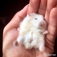 上班族的最佳宠物，仓鼠轻松饲养，让你心情愉悦！