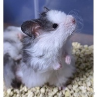 为什么现代人都爱养仓鼠？可爱、互动、易照顾，成为新宠！