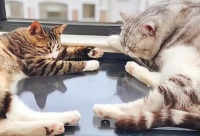 5个让仓鼠动起来的小窍门！