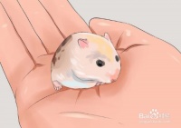 如何养一只快乐的仓鼠