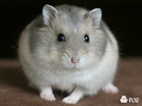 想给仓鼠合笼，又怕它们打架怎么办？