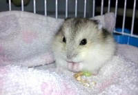 想和仓鼠“一起玩耍”？这几个诀窍要知道，贸然上手只会吓坏仓鼠