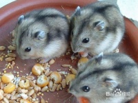 应该如何与仓鼠很好的互动