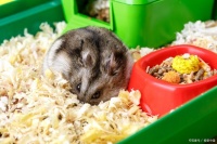 仓鼠的乐园：如何逗乐你的小家伙