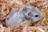 怎么训练仓鼠随叫随到