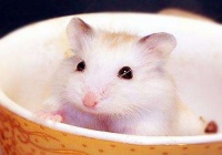 老婆婆仓鼠性格