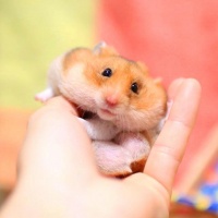 仓鼠与主人同桌进餐，鼠鼠举止优雅，只因主人这样训练仓鼠