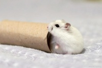 仓鼠训练心得分享：让你的小宠物听你的