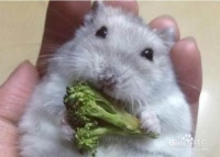 如何训练仓鼠从上手？仓鼠怎样训练躺手