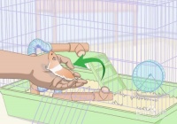 如何教仓鼠学会各种技能