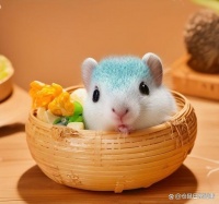 仓鼠的常见问题和解决方法