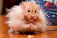 仓鼠笼子的日常清洁