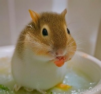 如何给你的仓鼠洗澡和清洁