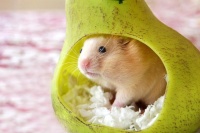 养仓鼠需要准备什么东西？仓鼠小白也能轻松上手！