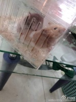 关于仓鼠发情，交配，怀孕，产后。