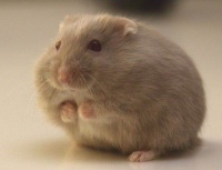 仓鼠发情期多久，几岁可以繁殖？