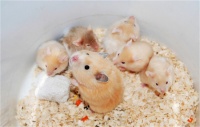 不同品种的仓鼠可以繁殖吗