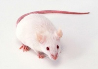 一、小鼠