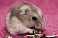 仓鼠多久繁殖一次