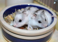 仓鼠怀孕后该怎么护理？