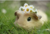 仓鼠多久发一次情？