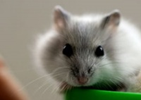 仓鼠的生育情况