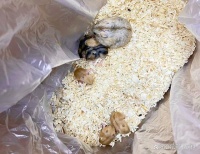 仓鼠繁殖与育种指南：如何繁殖仓鼠及照顾怀孕和新生仓鼠？