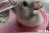 怎样养小仓鼠又简单又让他健康