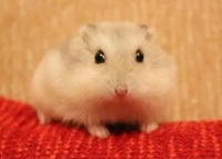 仓鼠健康自测，三步走让你成为宠物健康小达人！