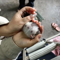 仓鼠怀孕多少天?仓鼠怀孕多少天生宝宝!