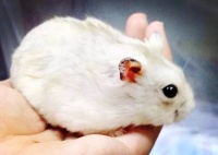 辟谣！宠物仓鼠虽有细菌，但对人类没有威胁，可放心饲养